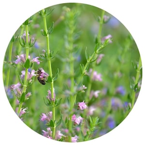 Hyssop essential oil organic Hyssopus officinalis Bulgaria steam distilled aromatherapy