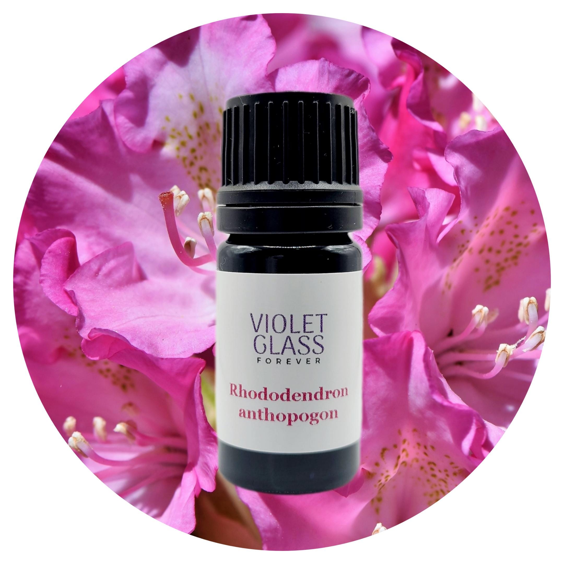 Rhododendron Essential Oil Nepal Anthopogon Flower Natural Pure Steam  Distillation Aromatherapy Self Care Skin Care - Etsy