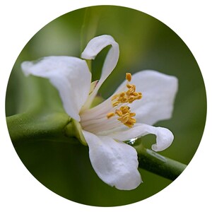 Yuzu FLOWER Essential Oil Citrus Junos Rare Steam Distilled Blossoms Natural scent perfume perfumery