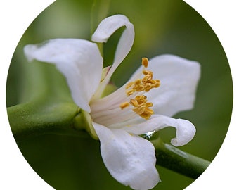 Aceite esencial de flor de Yuzu Citrus Junos Flores raras destiladas al vapor Perfume con aroma natural Perfumería