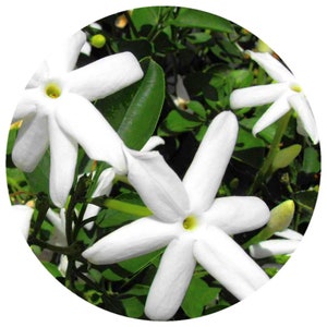 May include: Close-up of white jasmine flowers with green leaves. The flowers have five petals and a yellow center.