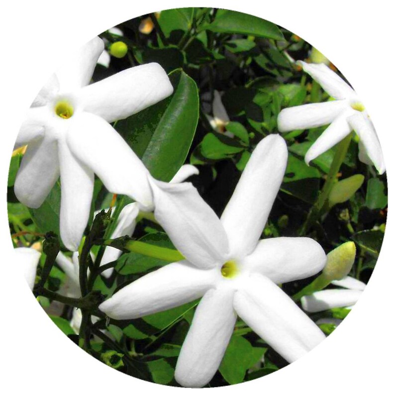 May include: Close-up of white jasmine flowers with green leaves. The flowers have five petals and a yellow center.