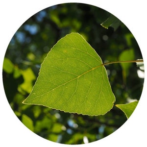 Poplar Balsam Essential oil steam distilled Pure Populus balsamifera Wild Canada cottonwood balm of gilead Perfume Perfumery aromatherapy
