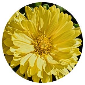 Chrysanthemum Absolute Oil CO2 Extract Organic Morifolium Bulgaria Natural Perfume Perfumery Scent Aroma