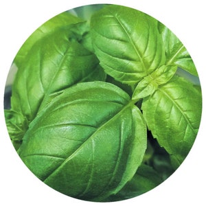 Organic Basil Essential Oil, Sweet Basil Leaf Ocimum basilicum Aromatherapy Therapeutic Perfumers High quality image 1