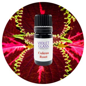 Coleus Root Essential Oil Organic Forskohlii Ayurvedic Ayurveda Aromatherapy Natural Perfume Perfumery