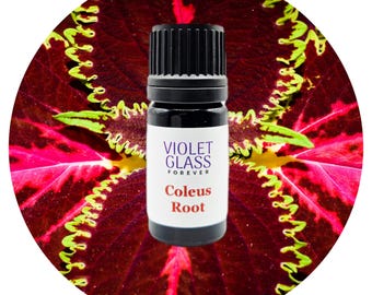 Coleus Root Essential Oil Organic Forskohlii Ayurvedic Ayurveda Aromatherapy Natural Perfume Perfumery