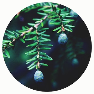 Black Hemlock Absolute Pure Picea mariana Eastern Canadian Spruce Forest Scent Aroma Natural Cologne Perfume Perfumery