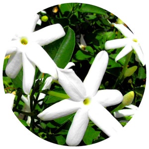 Jasmine Grandiflorum Absolute Oil Organic India Pure Natural Perfume perfumery Floral Rich Royal Catalan