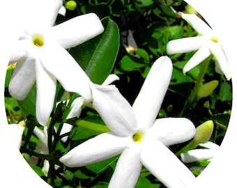 Gardenia Tiare Absolute Oil rare pure undiluted Tahitian Gardenia Tahitensis taitensis Artisan Tahiti floral natural Perfume Perfumery