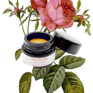 Rose de Mai Organic CO2 Extract Absolute (Rosa centifolia) Rose Maroc Natural Perfume Perfumery Skincare Provence Rose blossom image 4
