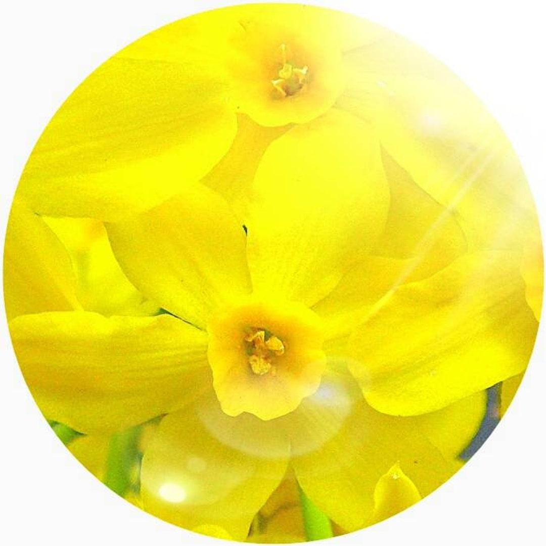 Jonquil flower perfume Clearance