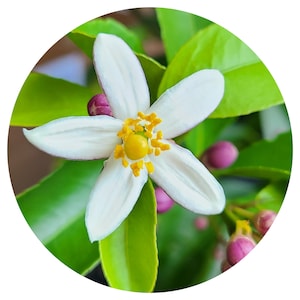 Neroli Essential Oil Organic Citrus aurantium amara Pure Fine French France Orange Blossom Authentic Real Skincare Aromatherapy