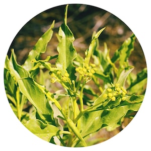 Arina Essential Oil Organic Madagascar Psiadia Altissima Lary Dingadingala Extract Natural Perfumery