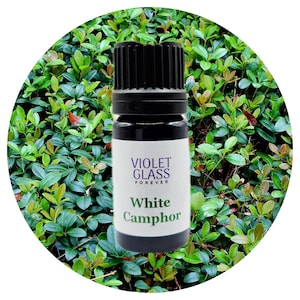 White Camphor essential oil Cinnamonum camphora Pure All natural Perfumery Perfume camphorwood
