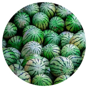 Organic Watermelon Seed Oil moisturizer make up remover natural Citrullus lanatus ootanga kalahari oleic and linoleic acids