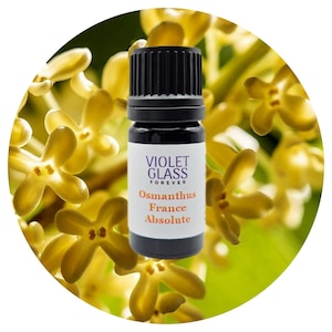 French Osmanthus Absolute Oil Organic Osmanthus fragrans Perfume perfumery Floral Sweet ripe peaches apricot scent aromatherapy pure natural