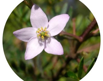 Frangipani Absolute Oil Red Plumeria Rubra India rare real perfume perfumery natural authentic tropical floral sweet scent aroma
