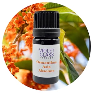 Osmanthus Absolute Oil Organic Osmanthus fragrans perfume perfumery fruity floral scent fixative long lasting pure natural fragrance