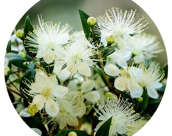 Lemon Myrtle Essential Oil Organic Steam Distilled Backhousia Citriodora Australia Lemon Ironwood Natural Perfume Perfumery Aromatherapy