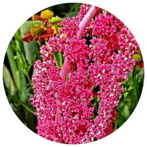 Olio di semi di amaranto (Amaranthus caudatus) Olio idratante spremuto a freddo biologico per viso e corpo ricco di nutrienti. Altissimo contenuto di squalene.