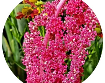 Amaranth Seed Oil (Amaranthus caudatus) Organic Cold Pressed moisturizer Face and Body oil nutrient rich Highest Squalene content