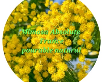 Mimosa Absolute Pourable France French decurrens Flower All natural Perfumery essential oil perfume liquid mobile