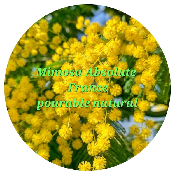 Mimosa Absolute Pourable France French decurrens Flower All natural Perfumery essential oil perfume liquid mobile