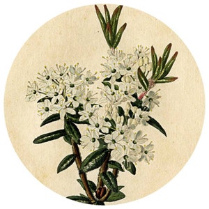 Può includere: Un'illustrazione botanica vintage di un fiore bianco con foglie verdi su uno sfondo crema.