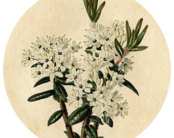 Greenland Moss Essential Oil Organic Ledum groenlandicum Labrador Tea Green land Moss Ledum