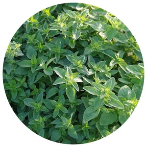 Majoran ätherisches Öl Organic Origanum Majorana Dampf destilliert Aromatherapie süßen Duft Majorane Selbstfürsorge