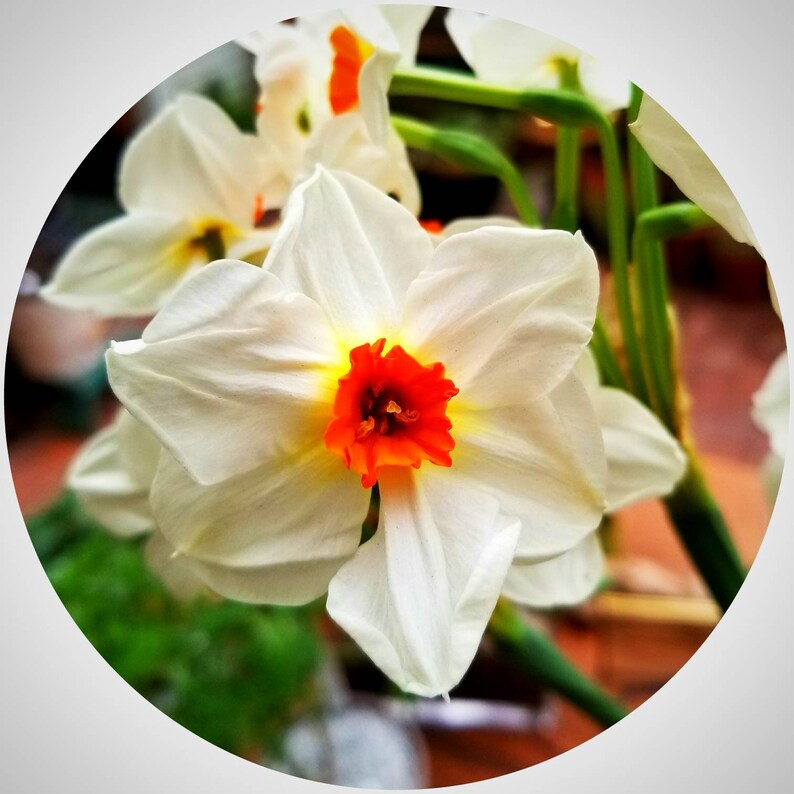 Jonquil Absolute RARE Narcissus Jonquilla Grasse France Etsy