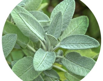 Organic Sage Essential Oil Salvia officinalis Finest Quality Bulgaria Garden Sage Fresh Herbal Camphorous Perfumery Aromatherapy Perfume