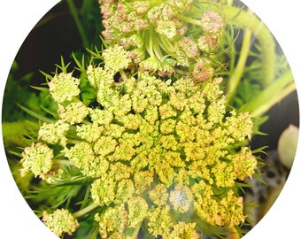 Aceite esencial de semilla de zanahoria Daucaus carota Orgánico Francés Destilado al vapor Francia Cuidado de la piel francés Perfumería Fino Alta calidad