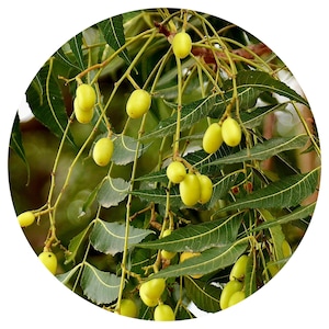 Neem CO2 Extract Oil Azadirachta Indica Essential Skincare High Quality Pure Potent Concentrate