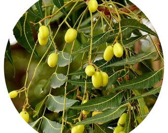 Neem CO2 Extract Oil Azadirachta Indica Essential Skincare High Quality Pure Potent Concentrate