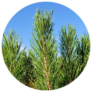 Pine Tar Absolute France Pinus Pinaster Rectified steam distilled Pitch resin campfire scent fire matchstick perfumery smoky sweet woodsy