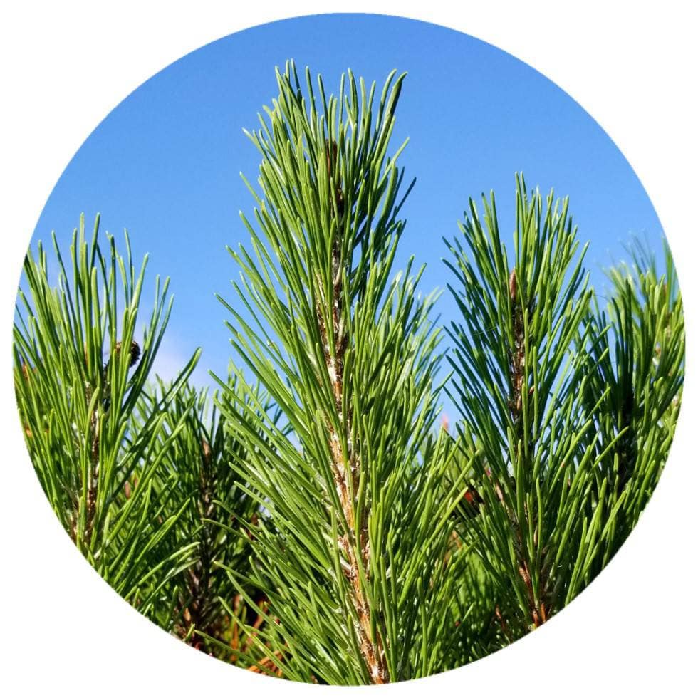 Discover the Versatility of Pine Sap, Pitch, and Tar