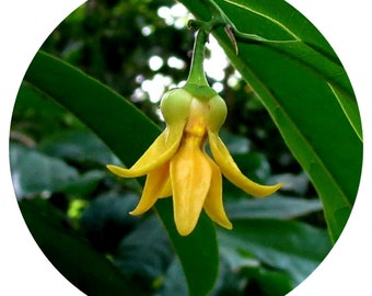 Ylang Ylang Essential Oil Nosy Be Complete Cananga Odorata Genuina Madagascar floral perfume perfumery natural scent aromatherapy