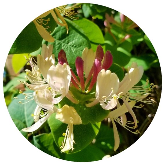 Honeysuckle Absolute Rare Absolu De Chevrefeuille Lonicera Etsy