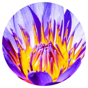 Puede incluir: Primer plano de una flor de nenúfar púrpura con un centro amarillo brillante y estambres púrpuras. La flor está enfocada, mientras que el fondo está desenfocado.