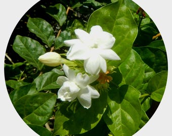 Cera floral de jazmín grandiflorum, 10 gramos en frasco de vidrio Miron, fijador floral de jazmín exótico, espesante orgánico, crema de manos, loción, bálsamo en barra.
