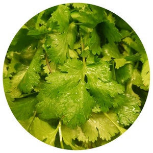 May include: A close-up of a bunch of fresh green cilantro leaves.