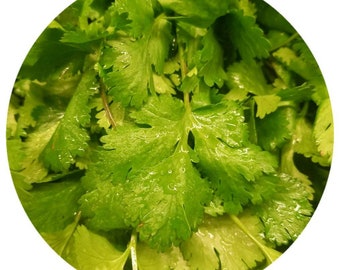 Organic Cilantro essential oil (Coriandrum sativum L.) Herbal green herb scent perfumery candle making pure bright crisp top note self care
