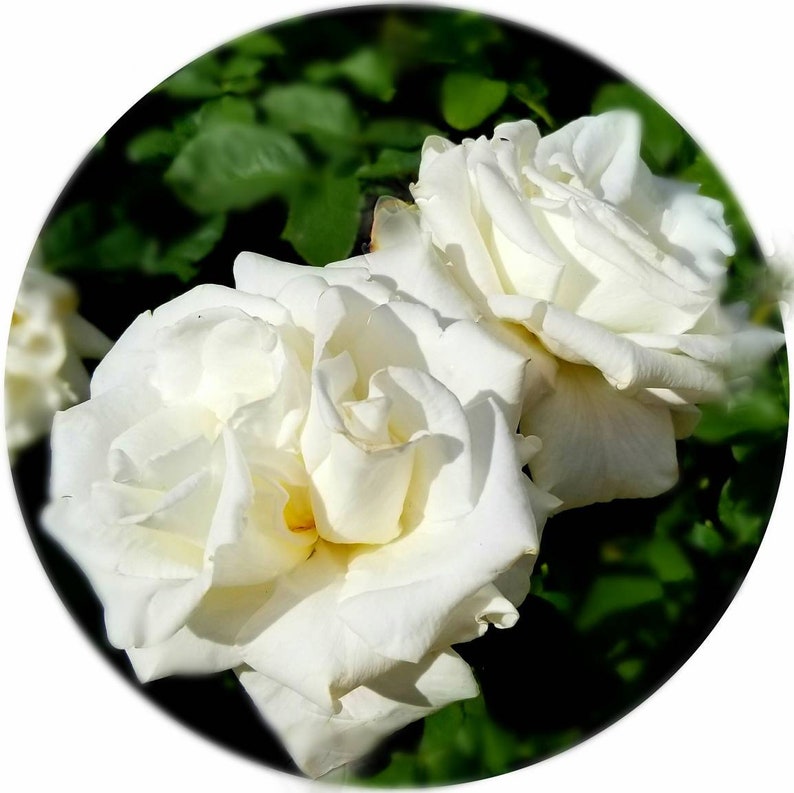 May include: Close-up of two large, fully bloomed white roses. The petals are layered and textured, with soft shadows and highlights. The roses are set against a backdrop of green foliage, creating a natural and elegant composition.