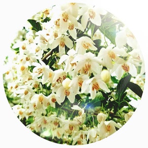 Benzoin Essential oil STYRAX TONKINENSIS Steam distilled Laos delicate heart note soft sweet Natural perfume perfumery