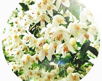 Benzoin Essential oil STYRAX TONKINENSIS Steam distilled Laos delicate heart note soft sweet Natural perfume perfumery