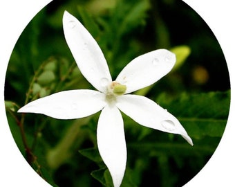 Perfumería Karo Karounde Absolute Rare All Natural Leptactina senegambica grands parfums Perfume de flores Fragancia