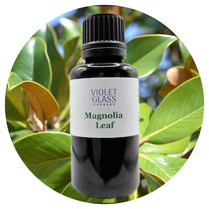 Magnolia LEAF Essential oil Michelia alba White Champa LEAF Wildcrafted Essential Oil White Champaca LEAF Steam distilled oil