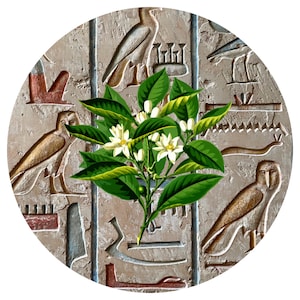 Neroli Essential Oil Egypt Egyptian Citrus aurantium amara Pure Fine Orange Blossom Authentic Aromatherapy Natural Flower Perfume Perfumery
